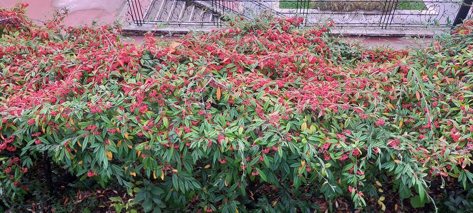 willow leaf cotoneaster Plante.