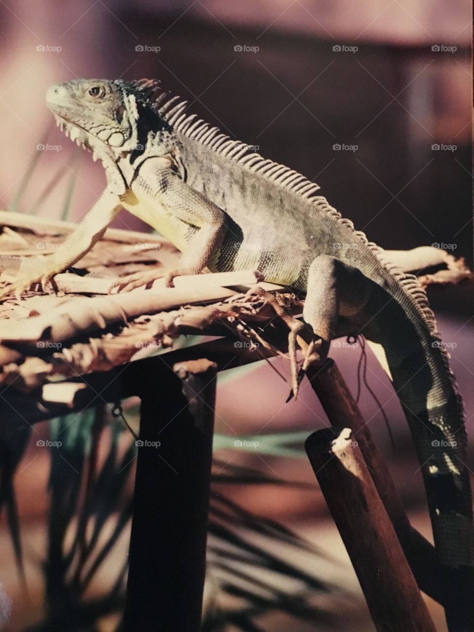 Green lizard in India