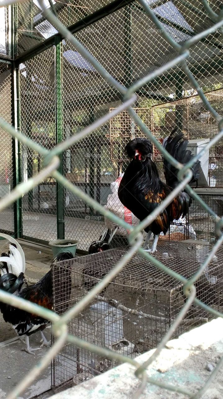animal farm chicken in cage