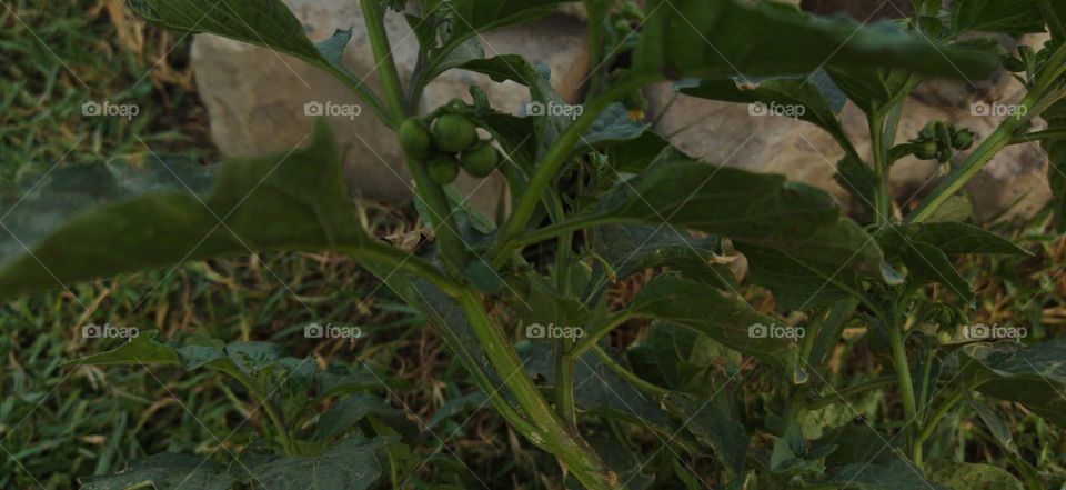 bunch of developing green fruit