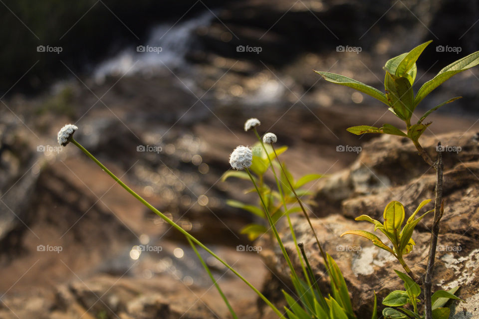 Water and flowers from Minas Gerais, Brazil.