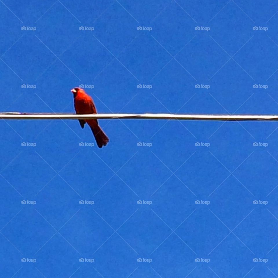 Cardinal Lookout