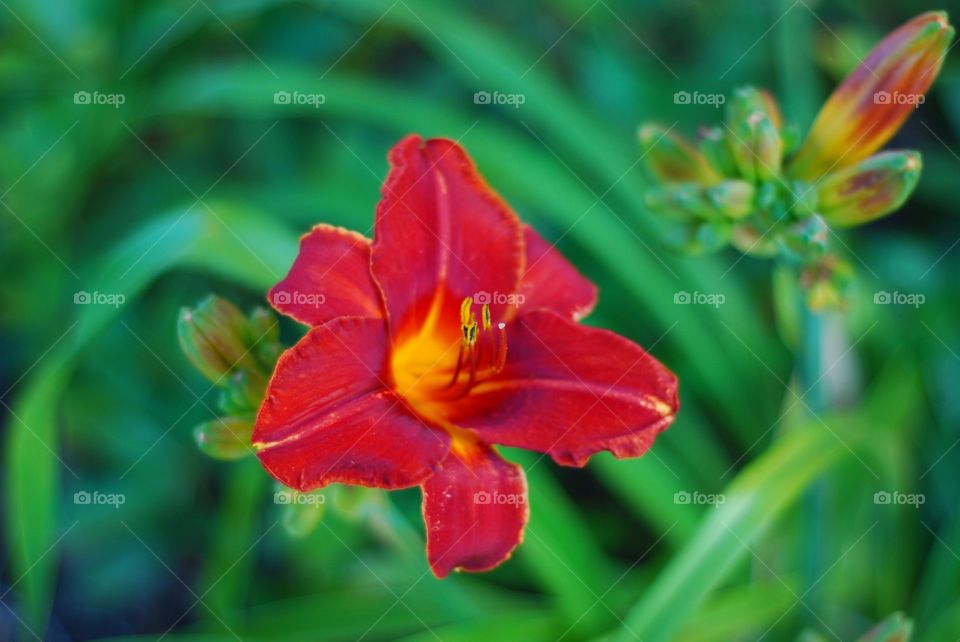 Red tulip flower 