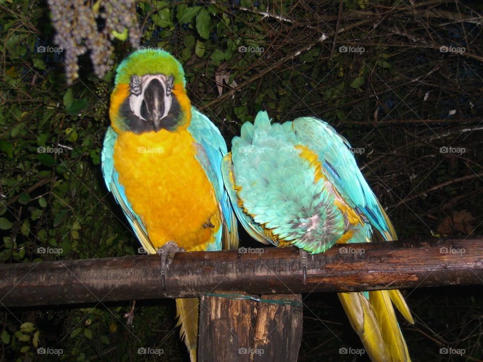 Two parrots 
