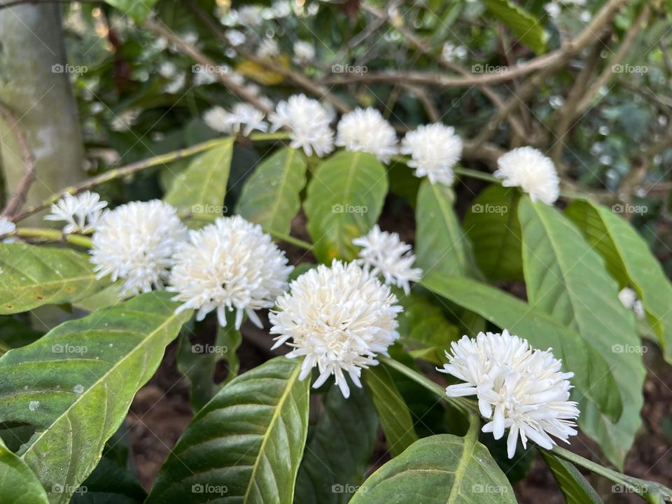 Coffea bloom with beautiful white flowers. Coffee flowers , they also smell a little bit like citrus blossoms 