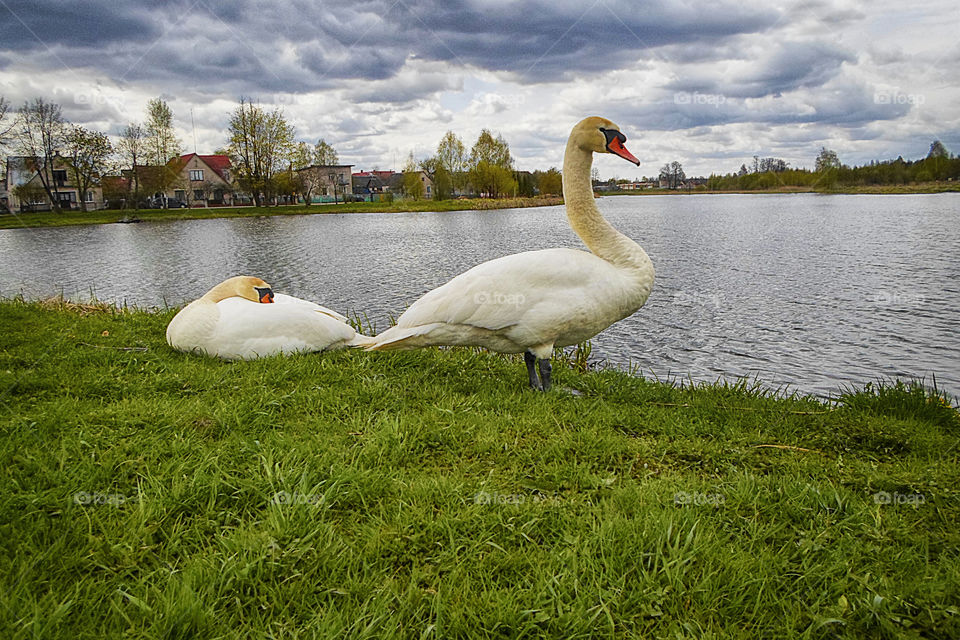 two swans on the lake