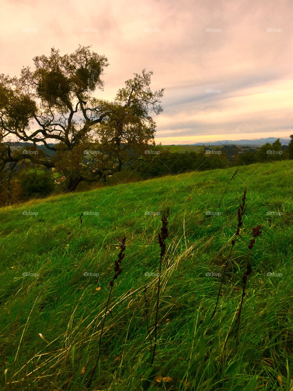 Hiking in Briones Regional Park in CA