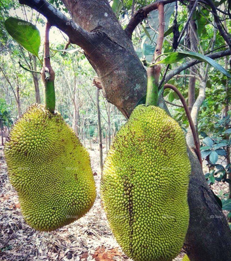 Jackfruit..The official fruit of Kerala,India 