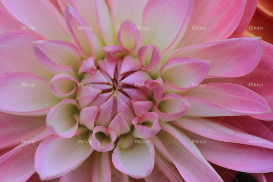 Pink Dahlia. A close up of a pink dahlias petals opening up