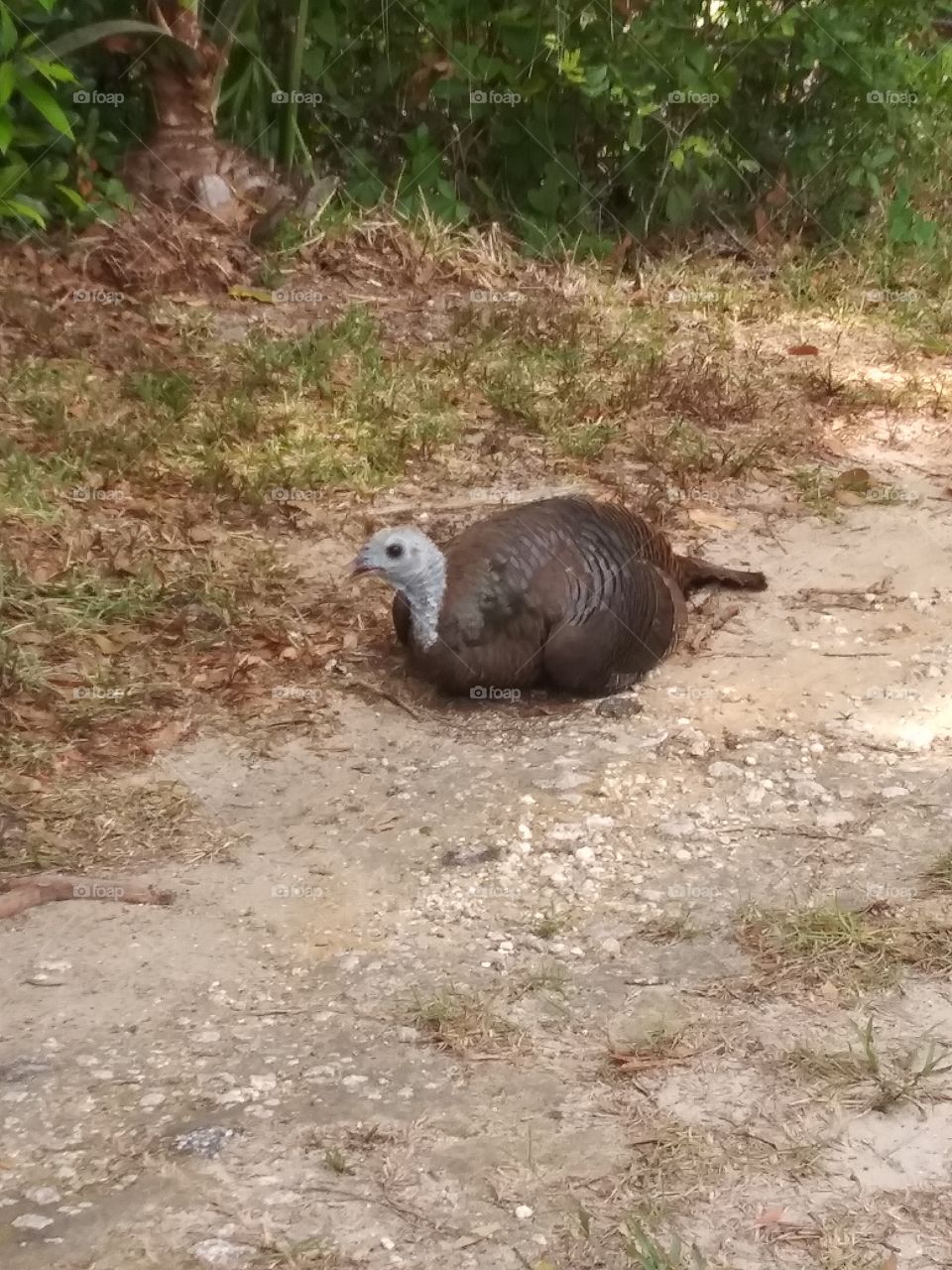 Wild turkey