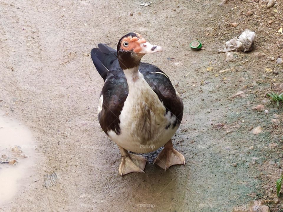 black and white duck ask for some food