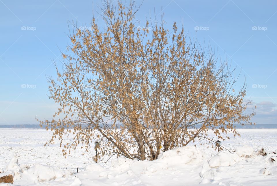The tree in the ice