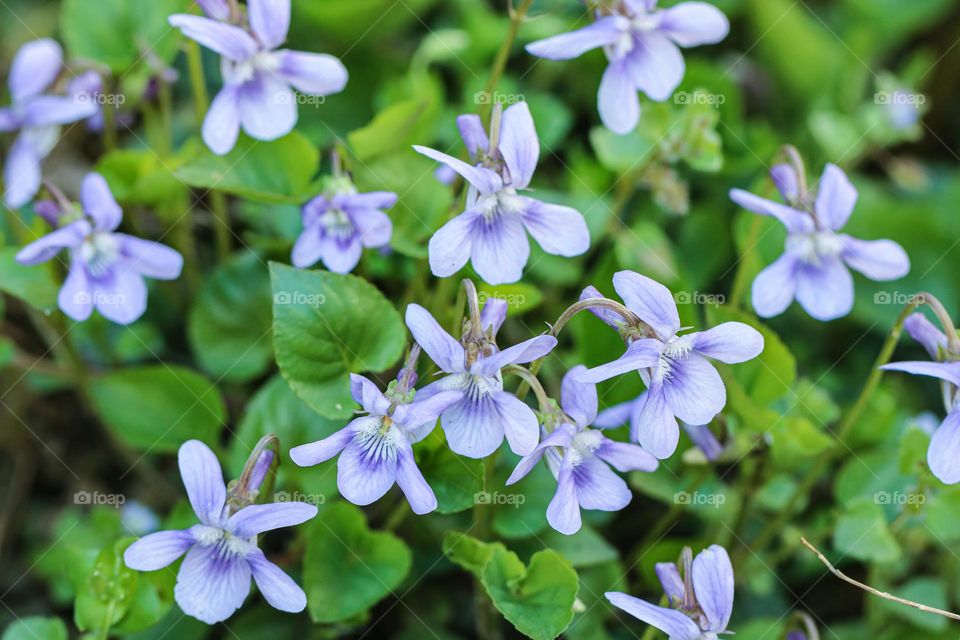 Spring flowers