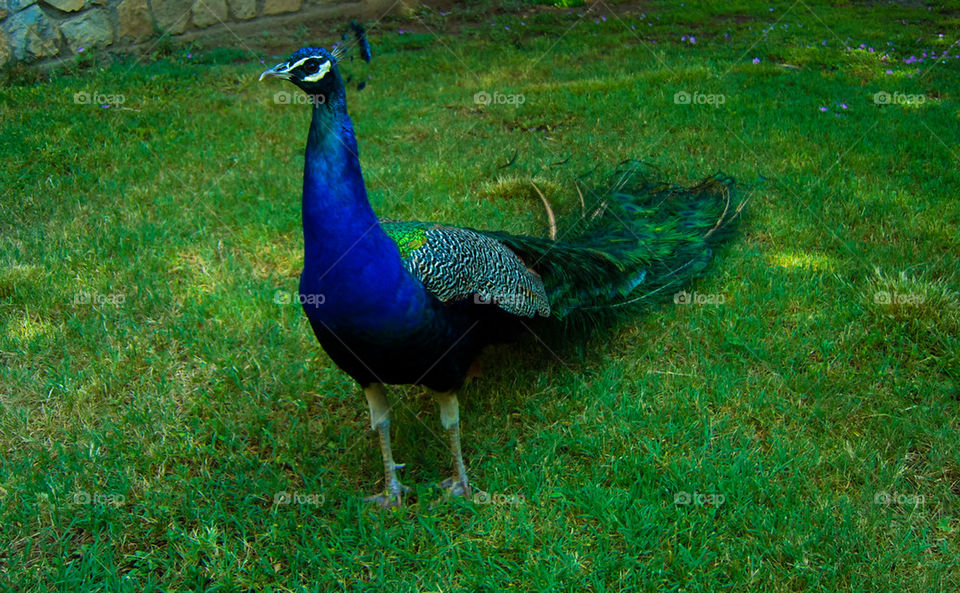 Peafowl