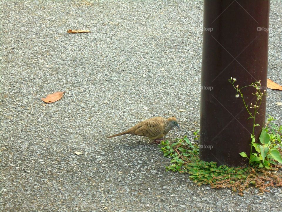 Dove on the ground