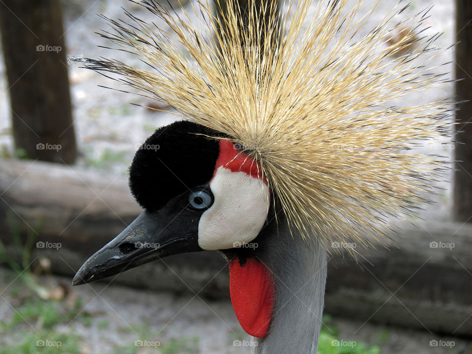 Striking. African Grey Crowned Crane