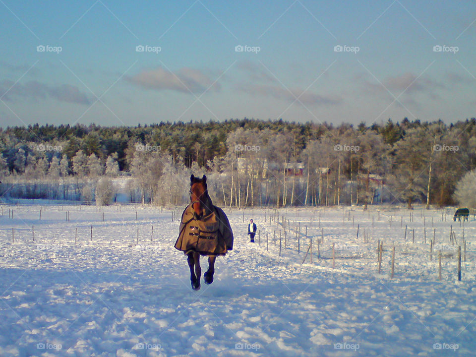 Happy horse galloping in the snow winter . Häst vinter galopperar