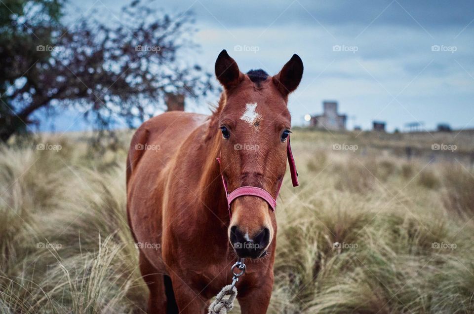 Horse grazing in the mountains. Autumn afternoon with dry pastures.