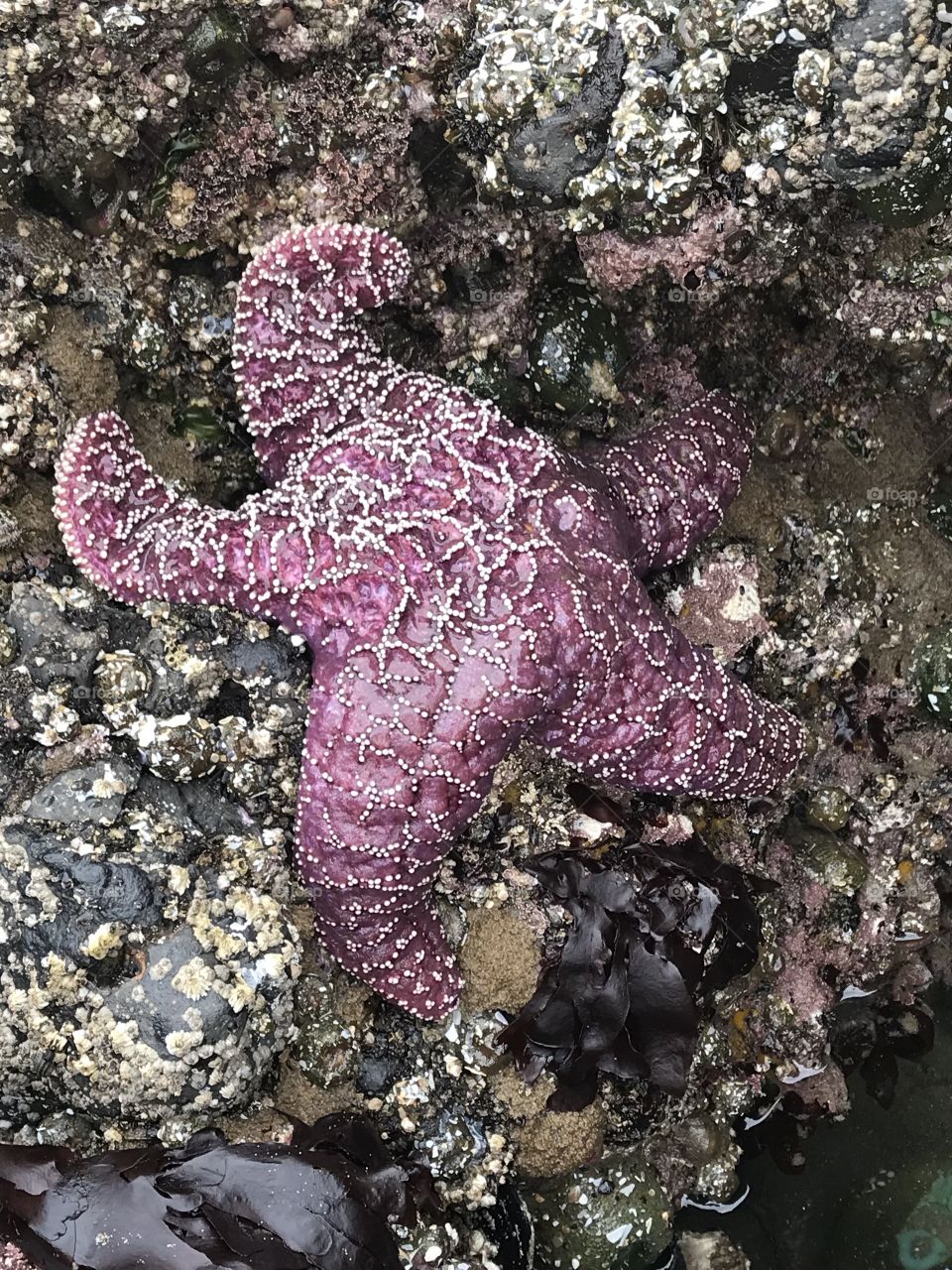 Beautiful starfish in the tide pools at Haystack Rock 