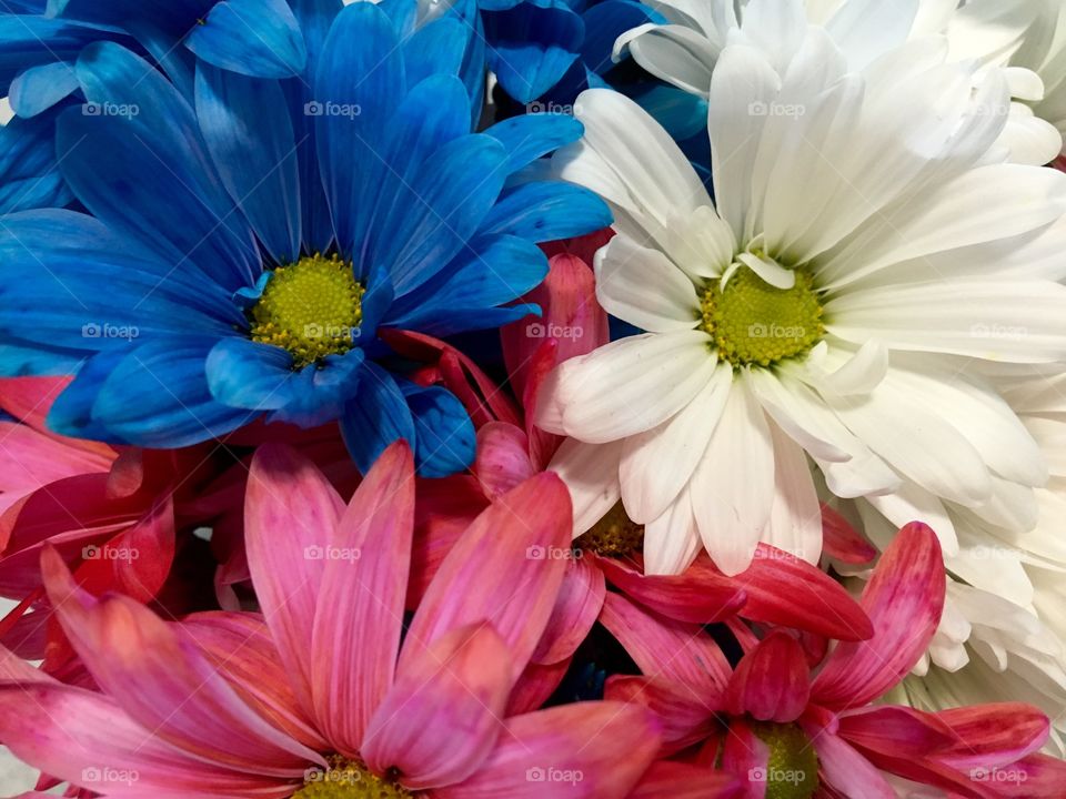 Red, white and blue daisies 