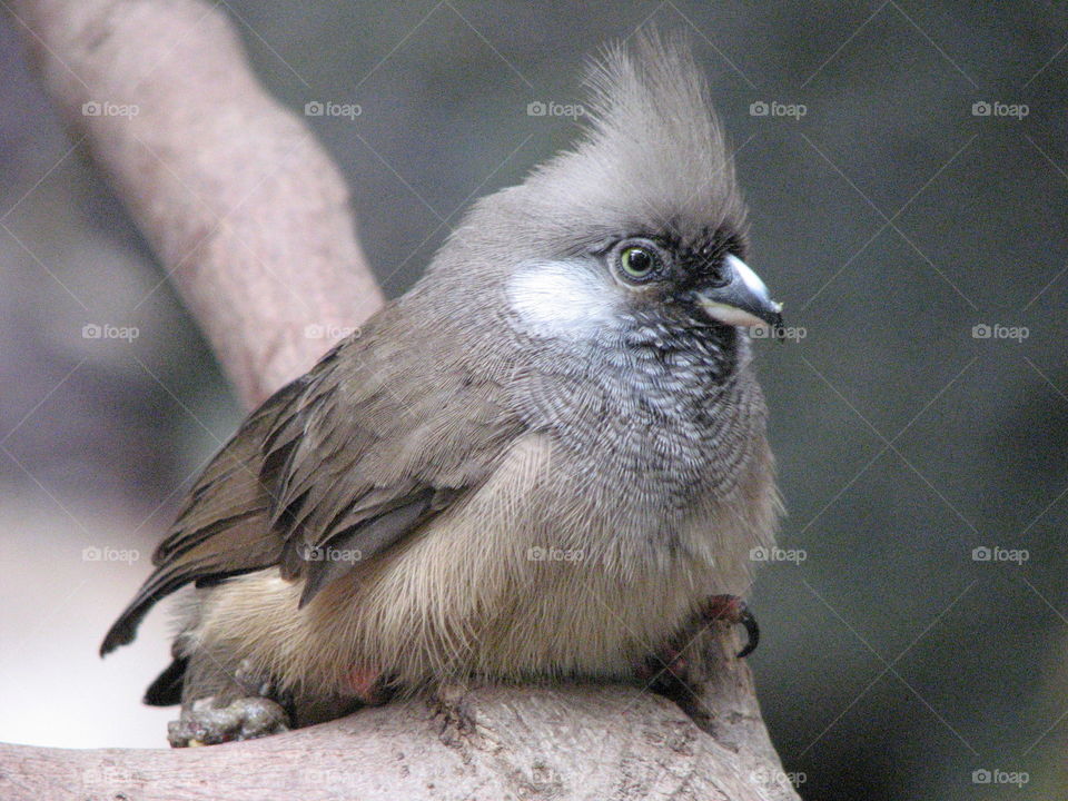 Random bird. Forgot what kind of bird this is