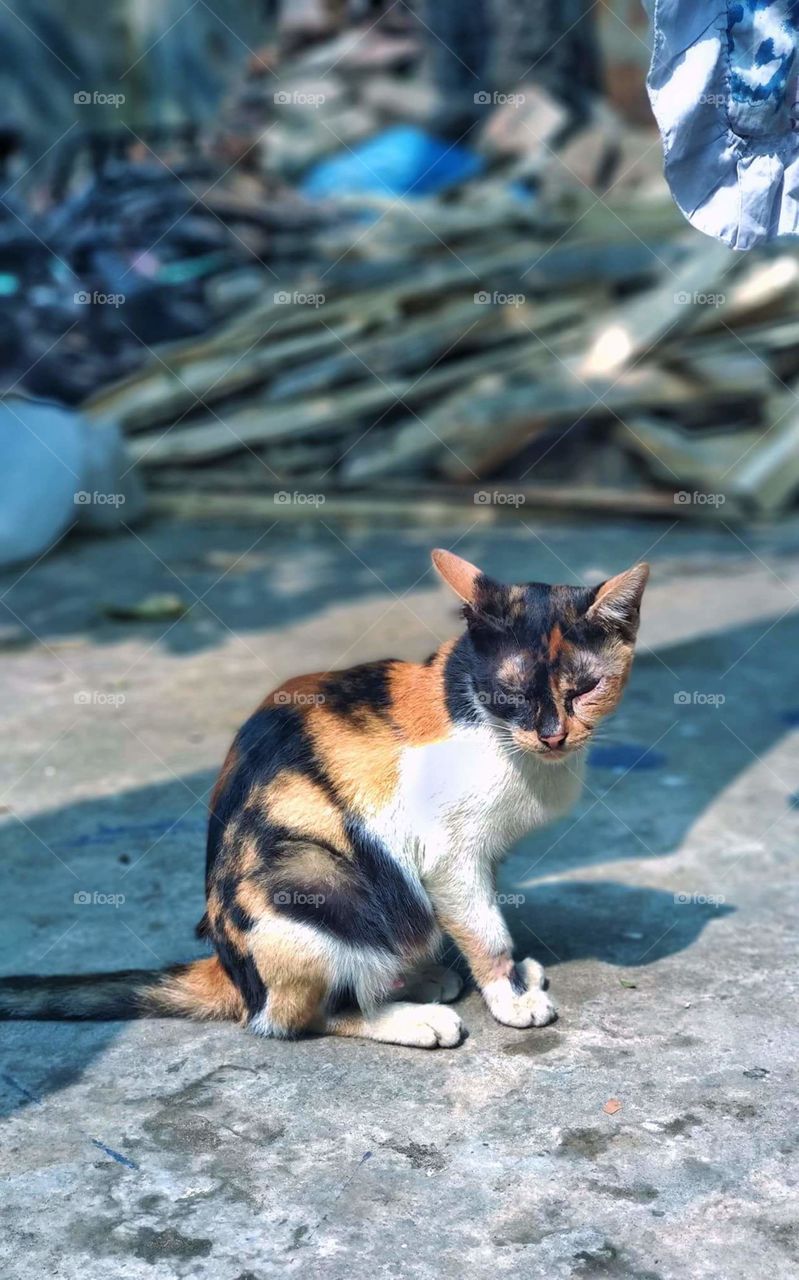 Cat image