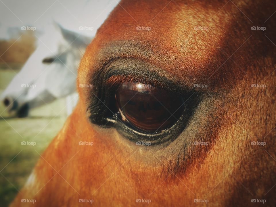 Closeup of the Eye of a Sorrel Horse with a Gray Horse in the Background