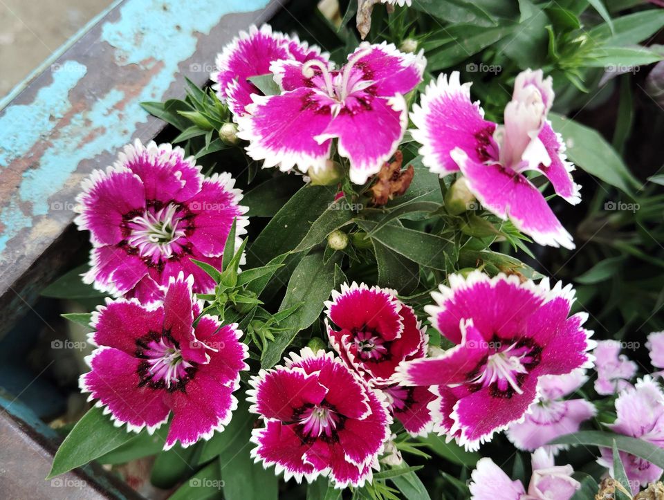 pink colour flower seasonal fresh shurb small size looks very beautiful generally found everywhere