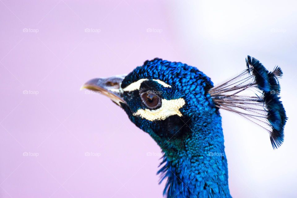Closeup image of an elegant and beautiful peafowl.