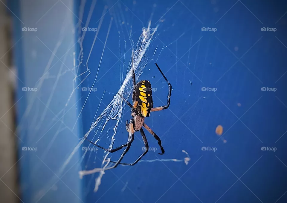 Garden spider sitting outside of my storage unit in Richland County Ohio