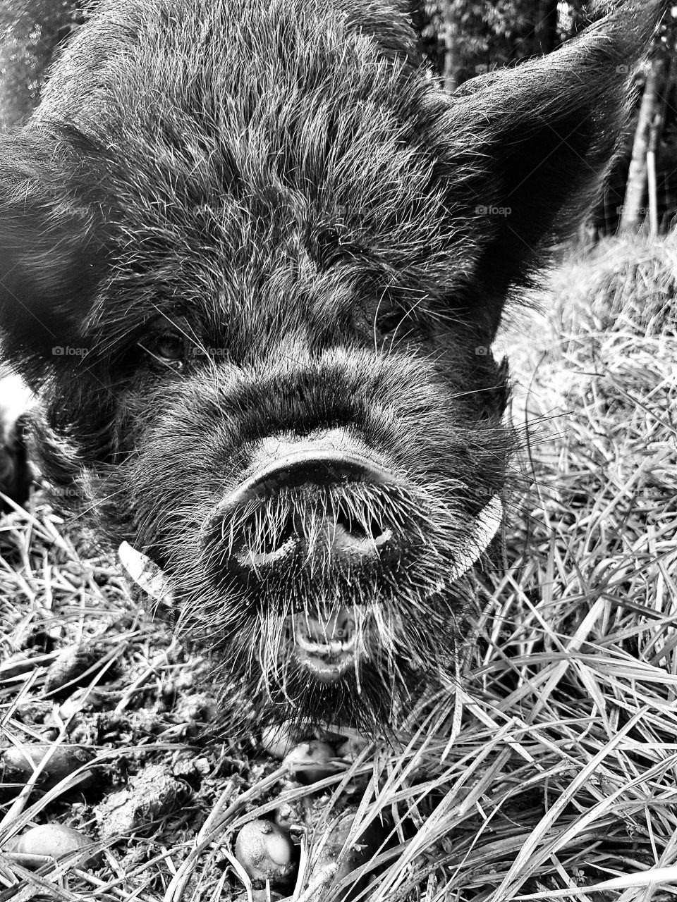 Black & white Boris the Boar