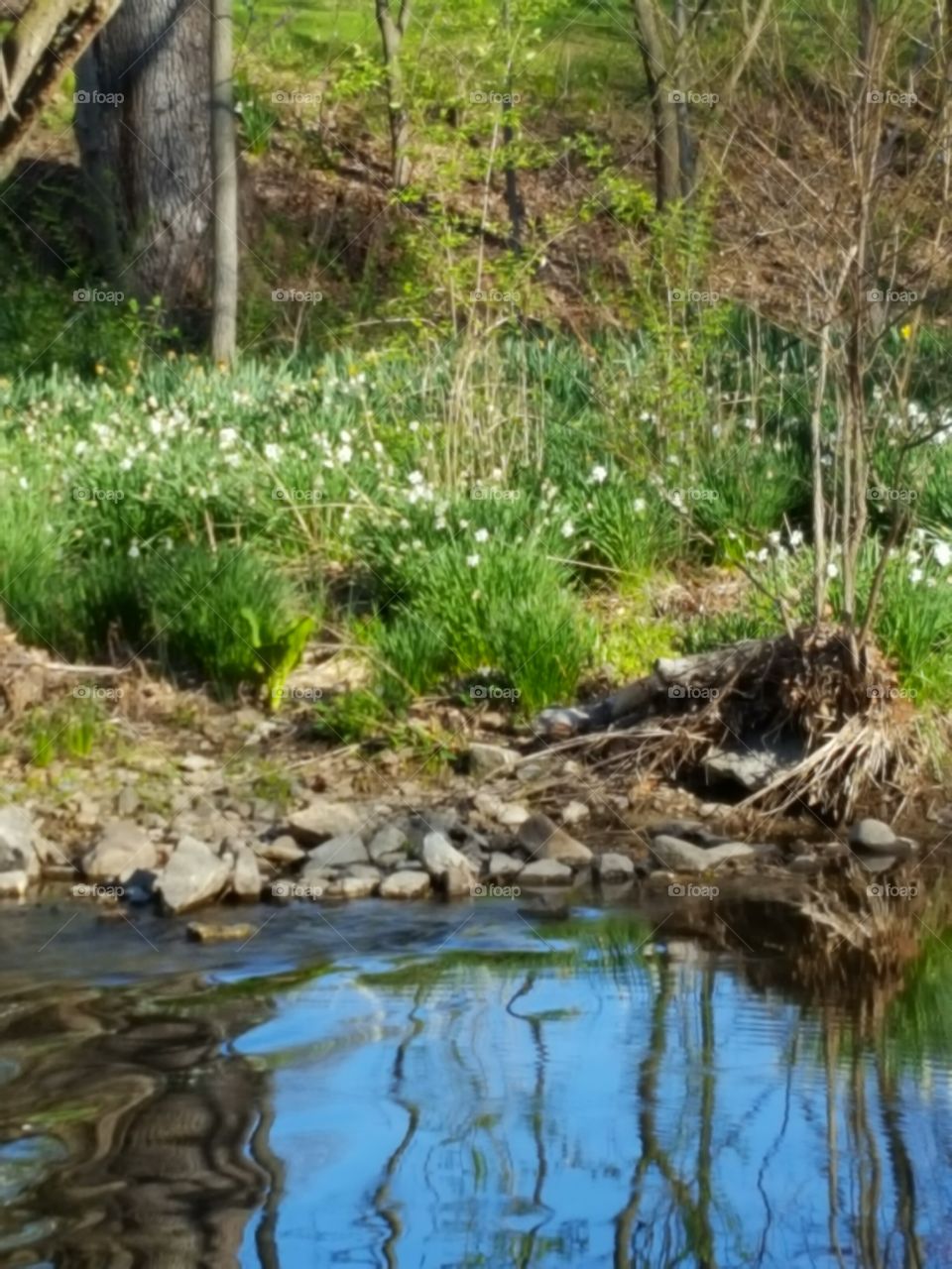 the stream in the forest