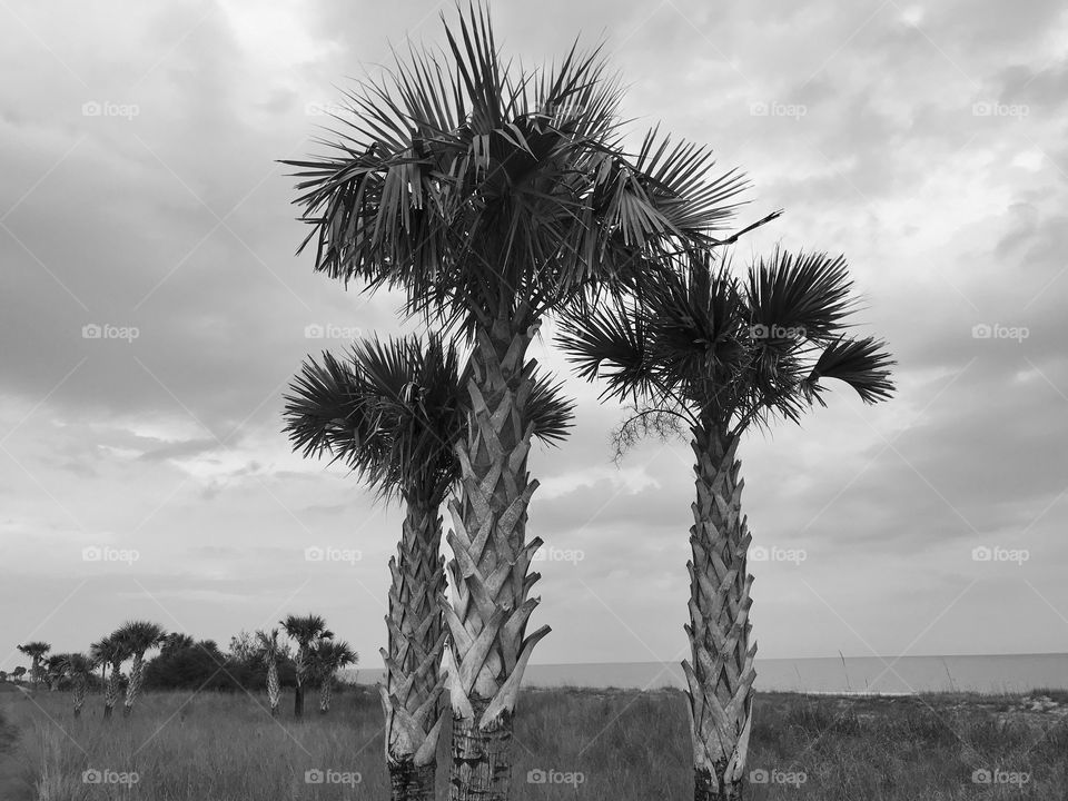 Palmettos 