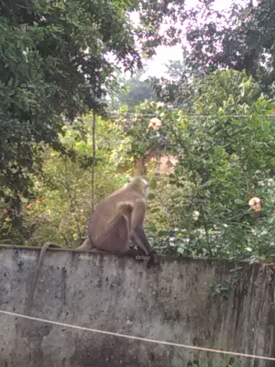 These monkeys are very playful in nature and they come towards a wandering city in search of food.