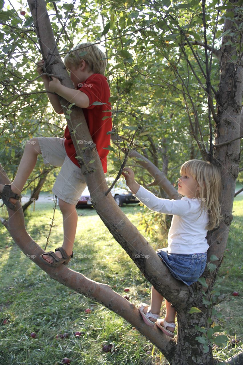 Darling photo of two children in tree playing at the apple orchard after picking apples for the day! 