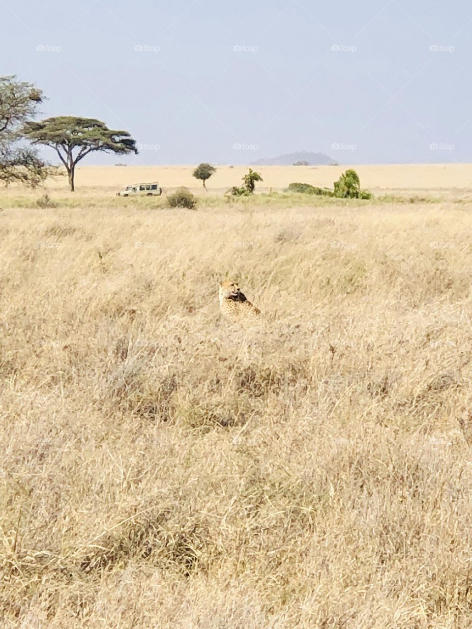 Hiding in a grass 