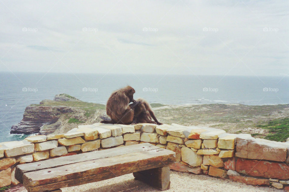 Baboons grooming