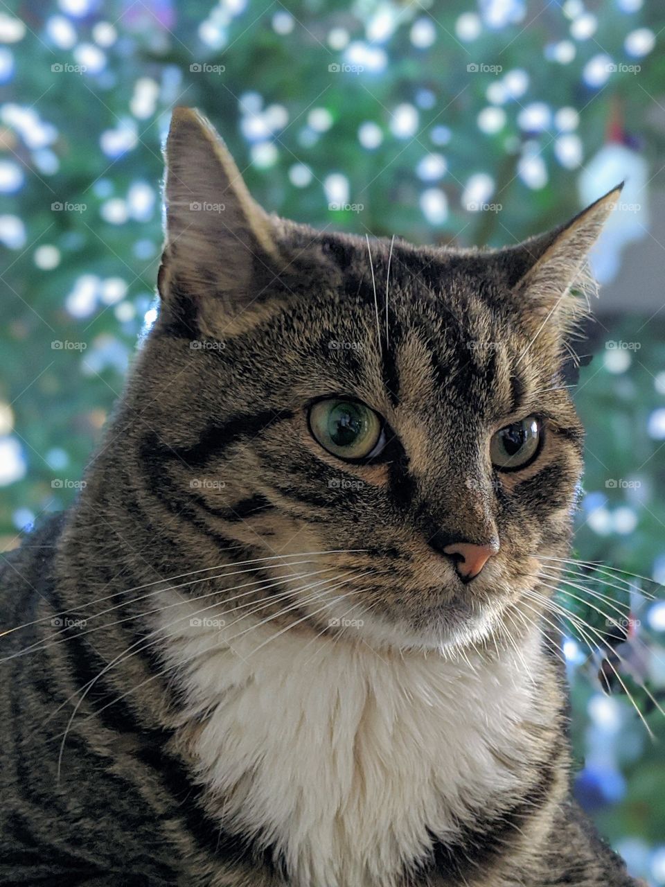 Christmas cat