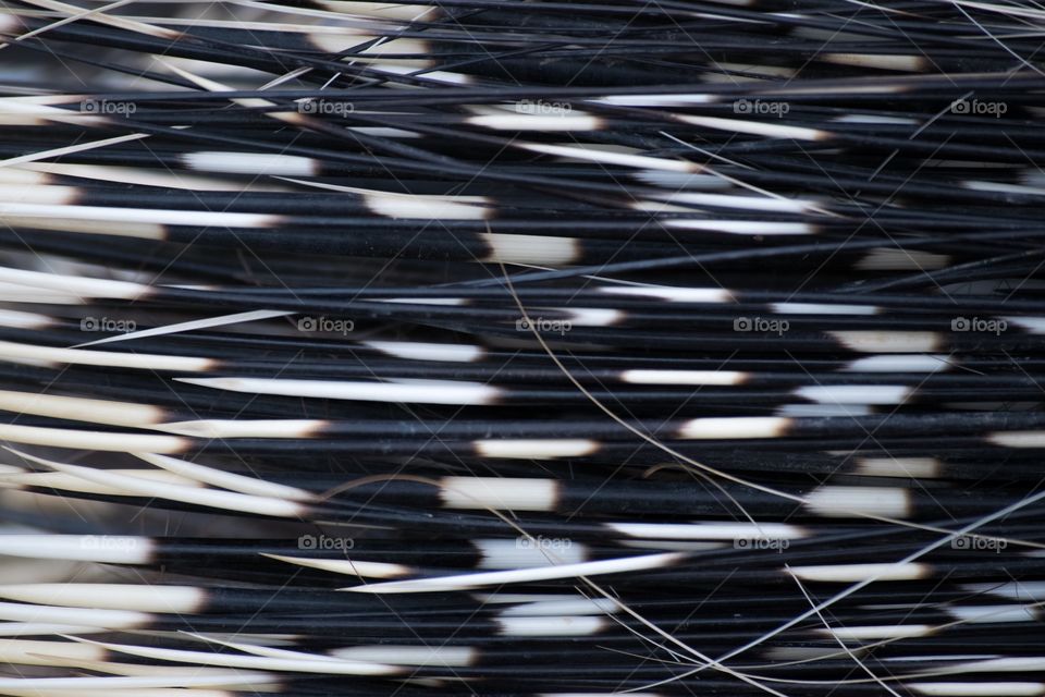 Porcupine Quills 