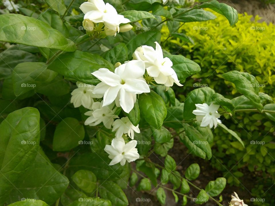 White flowers very powerful  and strong  position smell