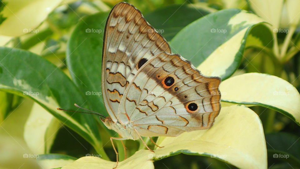 White peacock butterfly closeup profile wings closed resting on schefflera variegated