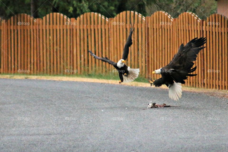 Bald Eagles Dinner. on our way home we ran into these two fighting over a dead opossum.