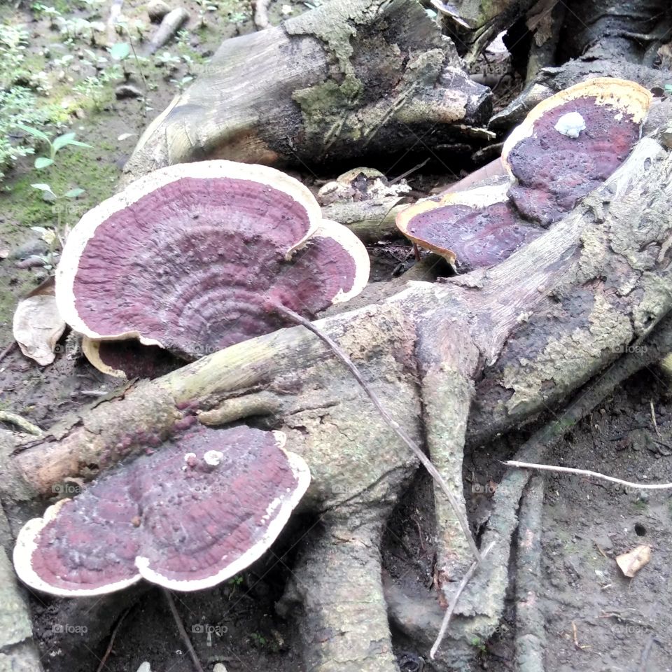 Purple mushrooms on root