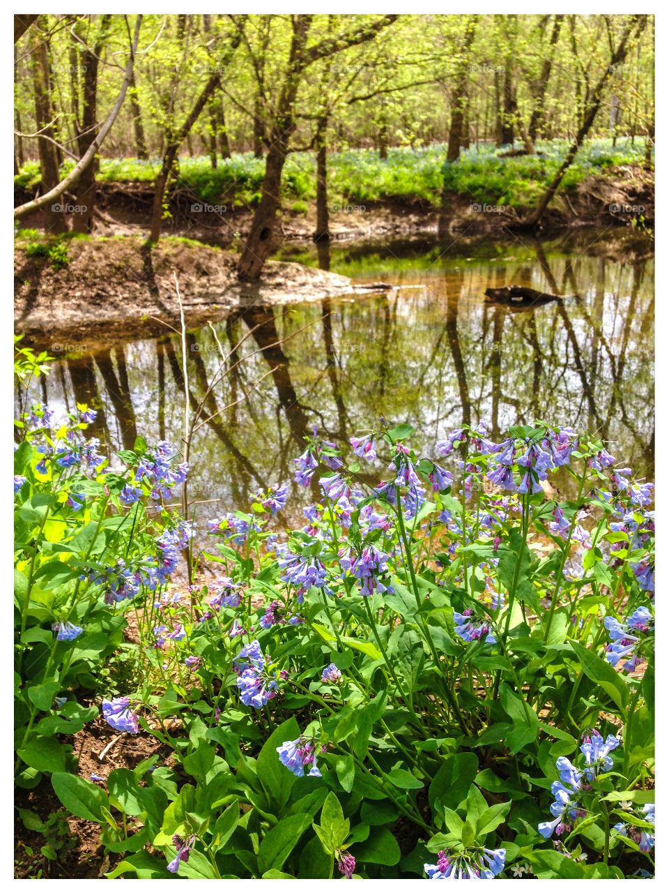 Bluebells by the stream 