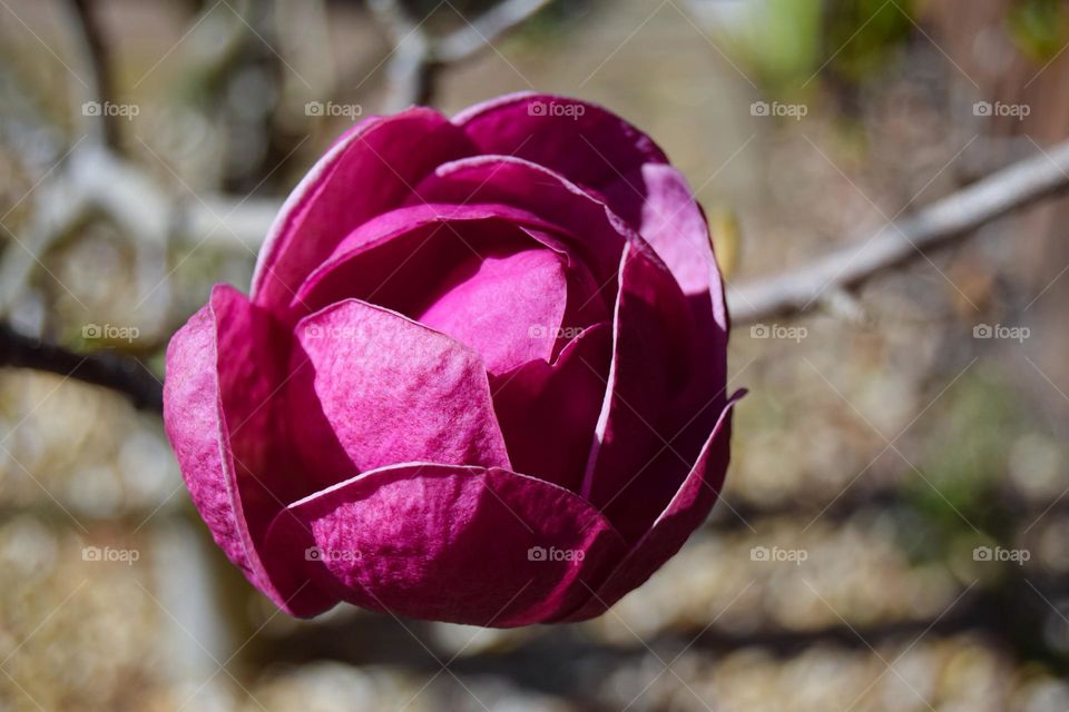The petals of a beautiful fuchsia magnolia flower unfurl in spring sunshine in a garden in the north of England.