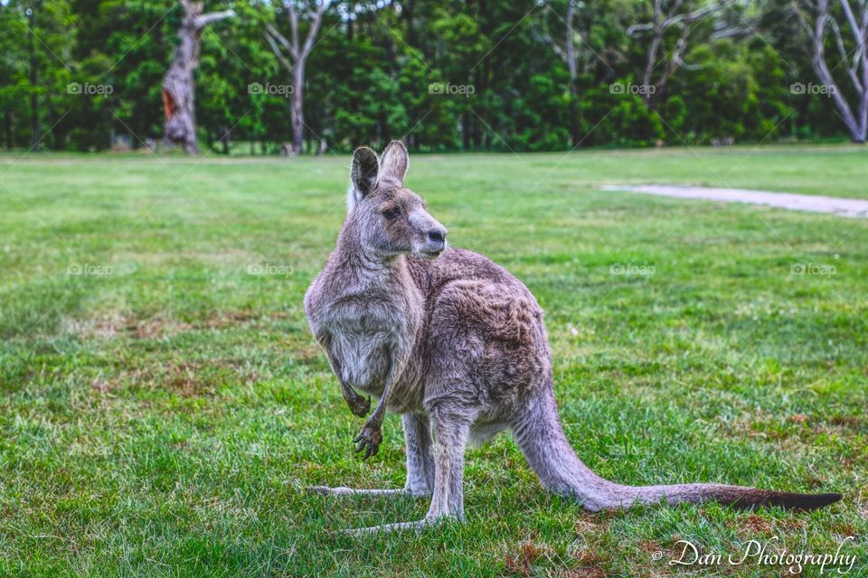 Kangaroo 