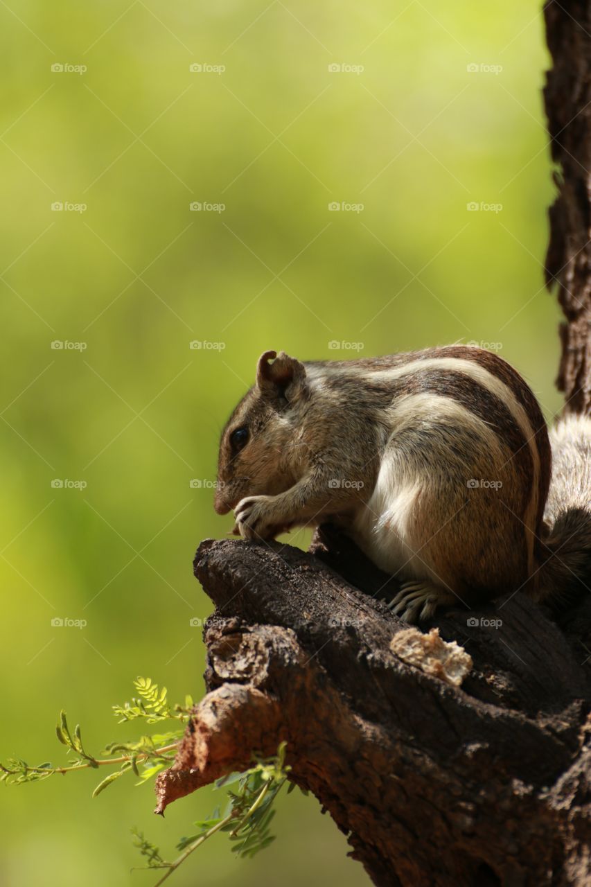 Side view of a chipmunk eating