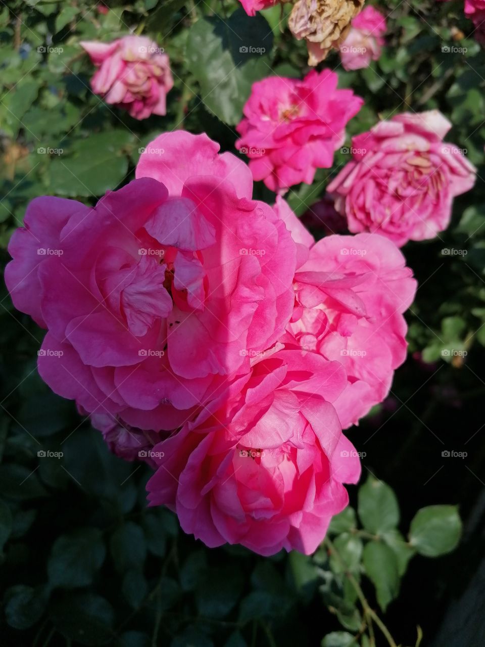 Pink roses