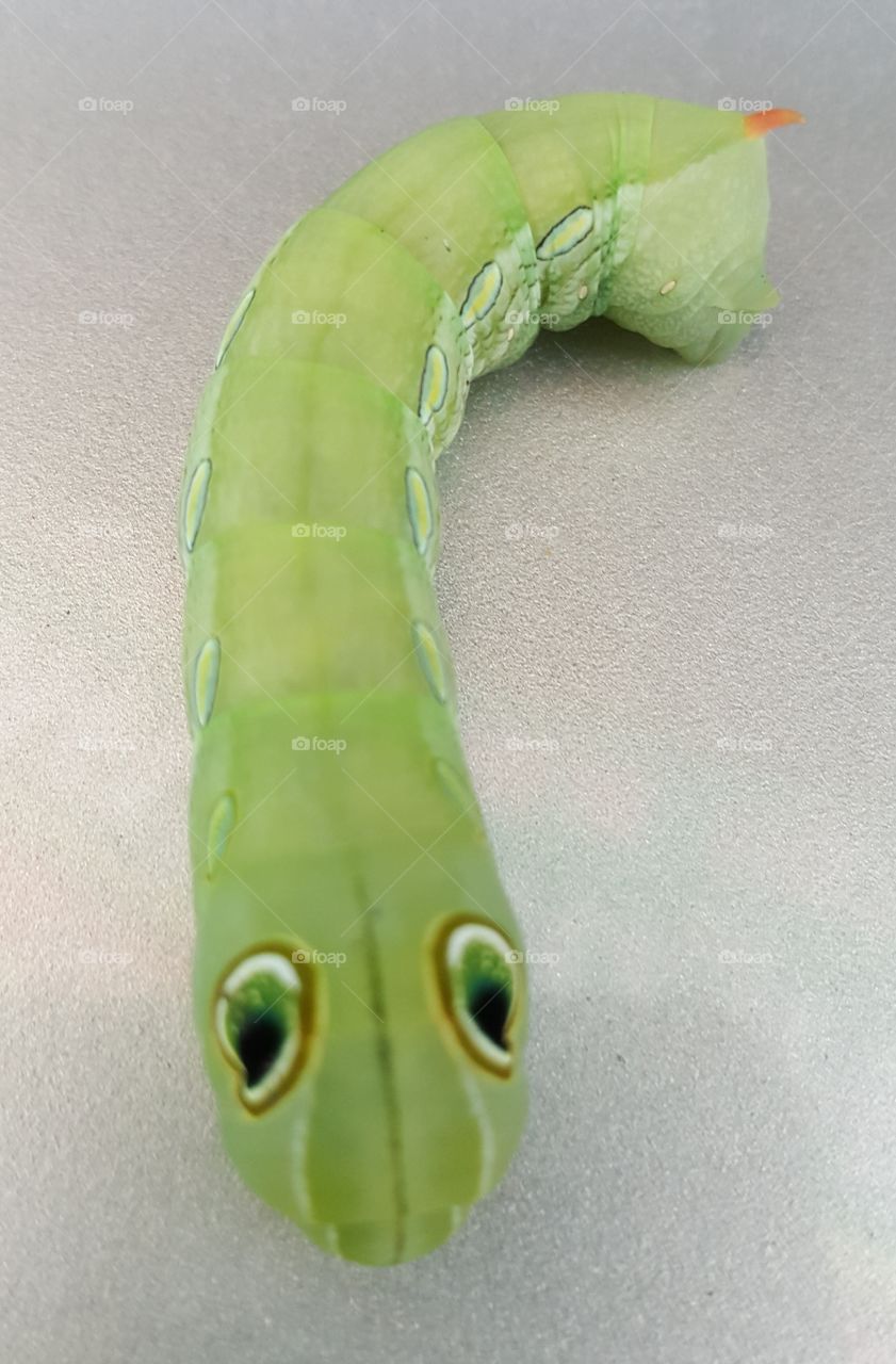 So cute worm.