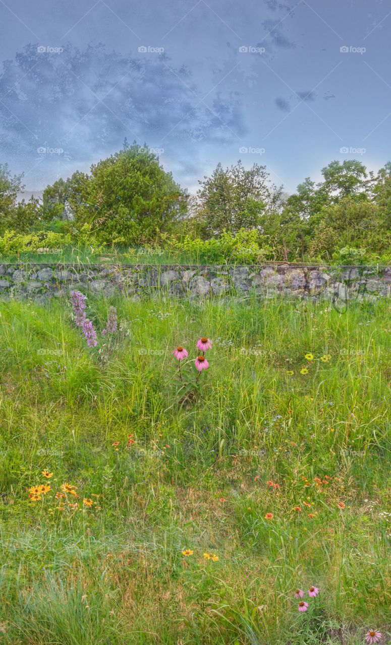 Roadside Wildflowers